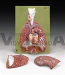 Lungs With Heart, Diaphragm and Larynx Model